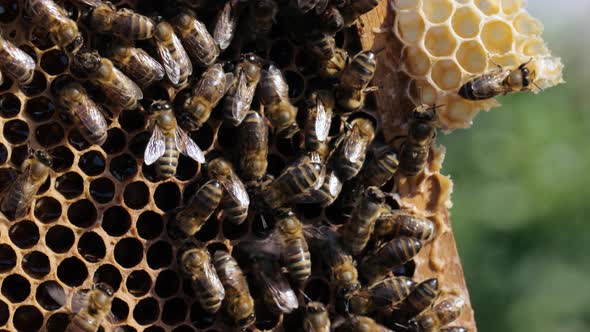 Bees on honeycomb in closeup