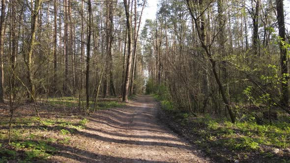 Road in the Forest During the Day Slow Motion alt