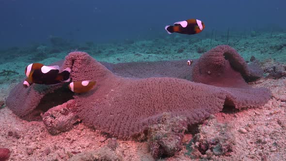 Saddleback anemone fishes swimming in big sea anemone on sandy flat reef with dark blue ocean in the alt