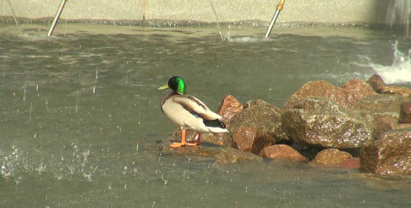 Duck in the Fountain