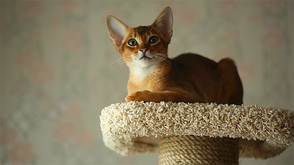 Abyssinian Kitten alt