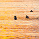 Ducks on the Water at Sunset - VideoHive Item for Sale