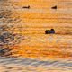 Ducks on the Waves at Sunset - VideoHive Item for Sale