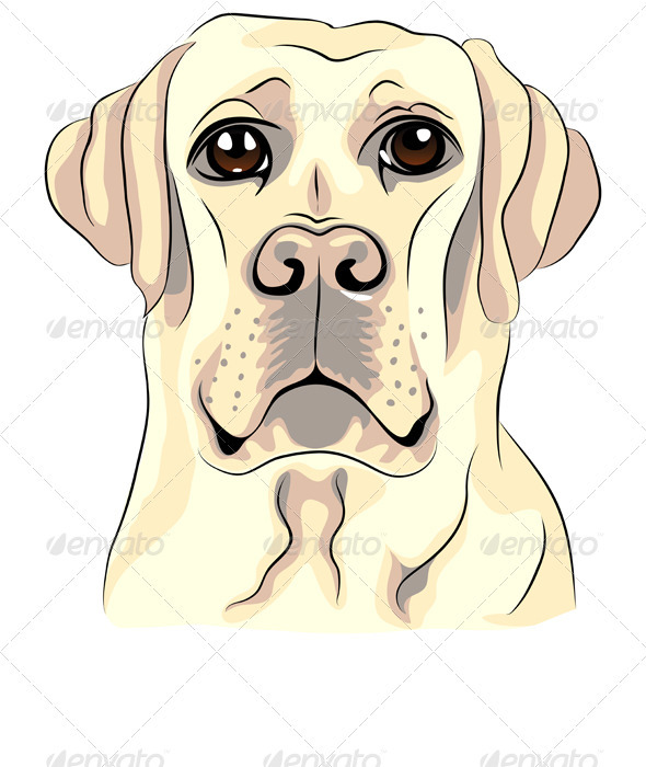 Vector Color Sketch Dog Breed Labrador Retrievers - Animals Characters