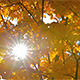 Yellow Autumn Leaves and Big Sunny Star - VideoHive Item for Sale