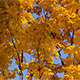 Fall Tree With Yellow Leaves - VideoHive Item for Sale