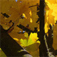 Autumn Yellow Tree in the Forest - VideoHive Item for Sale