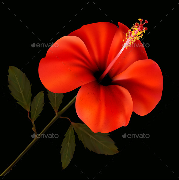 Red Flower - Flowers & Plants Nature