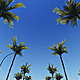 Driving Through Palm Trees (2-Pack) Driving Through Palm Trees (2-Pack) - VideoHive Item for Sale