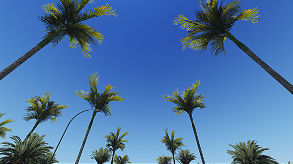Driving Through Palm Trees (2-Pack)