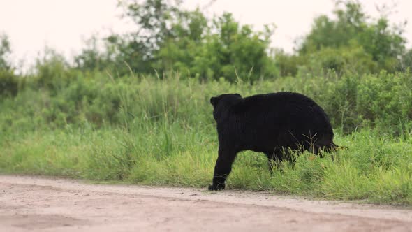 A Black Bear Video Clip in 4k