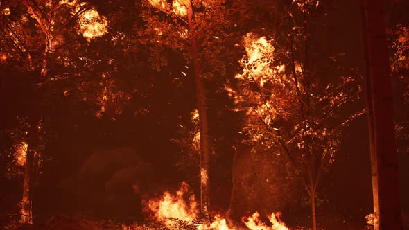 Large Flames of Forest Fire at Night alt