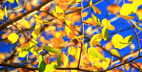 Golden Leaves Talking