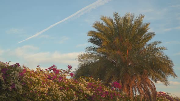 Palma and the Flowering Bush on a Background of Sky With Clouds
