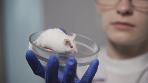 A Serious Scientist Holds a Petri Dish with a Small White Mouse and Looks at It
