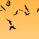 HD FLOCK OF BIRDS FLYING - VideoHive Item for Sale
