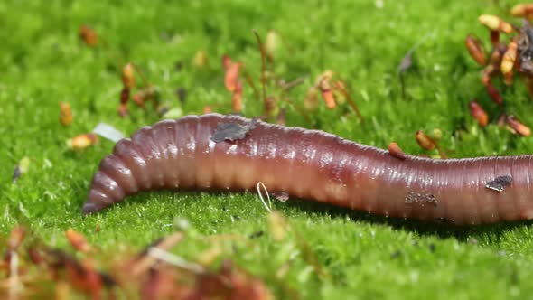 An Earthworm is a Terrestrial Invertebrate That Belongs to the Class Clitellata alt