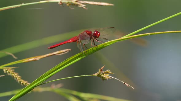 Red colored male dragonfly resting on grass stalk in nature and enjoying sunny day,close up with blu alt