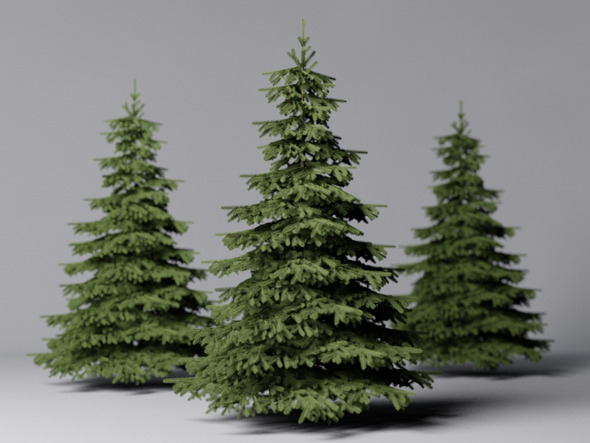 Fir Tree - 3Docean 952418