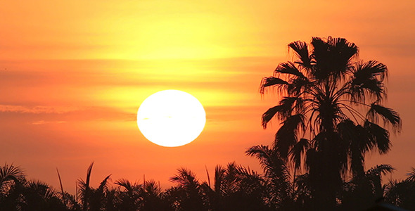Rising Sun and Palm Pack 02