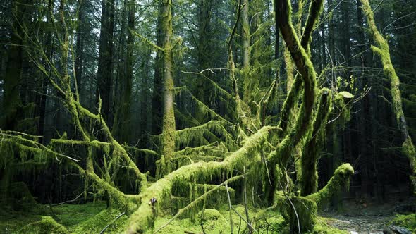 Panning Across a Spooky Forest