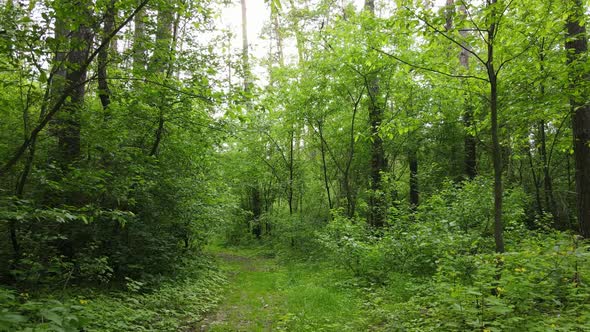Wild Forest Landscape on a Summer Day alt