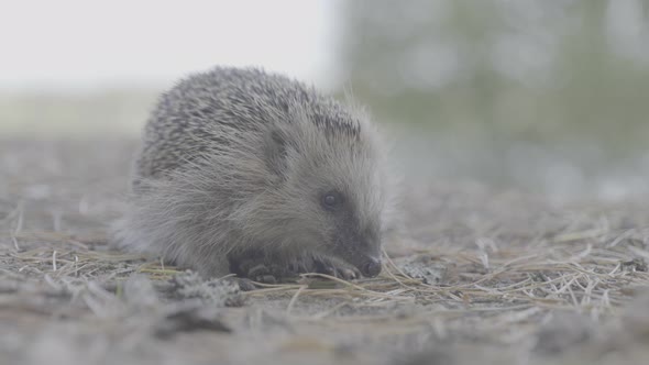 A Close Up of a Hedgehog
