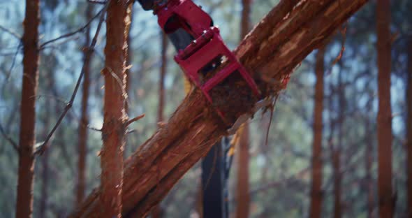 Working in forestry logging with a loader.