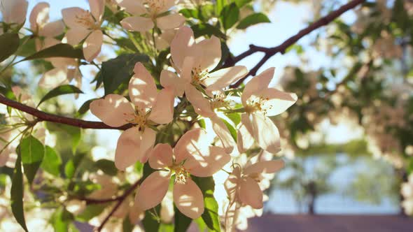 Apple Tree Flowers on Branch Blooming Against Peaceful Sunset in Late Evening alt