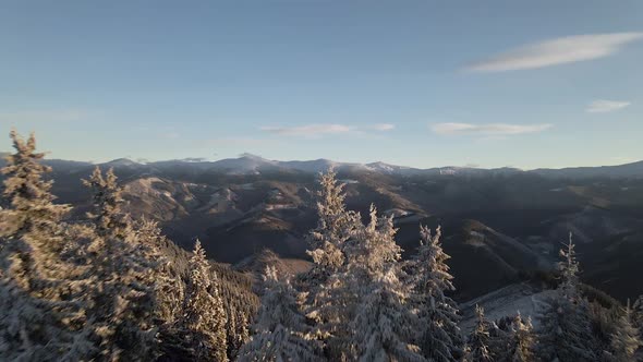 Drone Flying Between Pines Into Mountain Valley at Sunrise