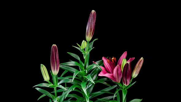 Time Lapse of Blooming Lily Flower alt