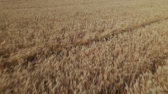 Ripe Grain Field. The Border Of A Field With A Green Meadow Is Visible. alt