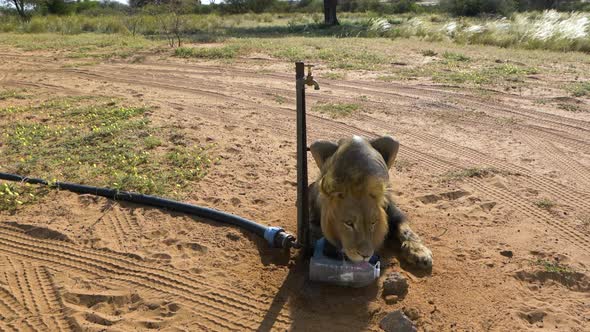 Black-maned Lion Lying On The Sand While Drinking On The Plastic Bottle Beside The Water Faucet On A alt