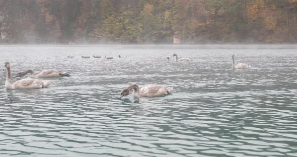 Swans on the Lake alt