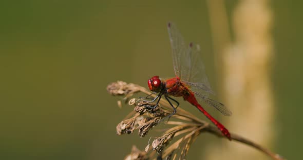 Scarlet Dragonfly Crocothemis Erythraea is a Species of Dragonfly in the Family Libellulidae alt