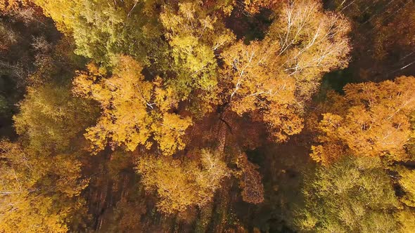 A drone flies over the autumn forest. Autumn in central Russia. The view from the height