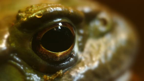 Eye of a toad macro. Frog's eye looks into the camera.