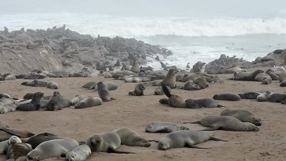One of the Largest Colonies of Fur Seals in the World