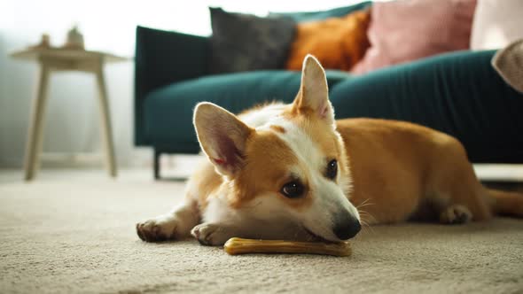 Corgi Eating Bone on Floor Closeup alt