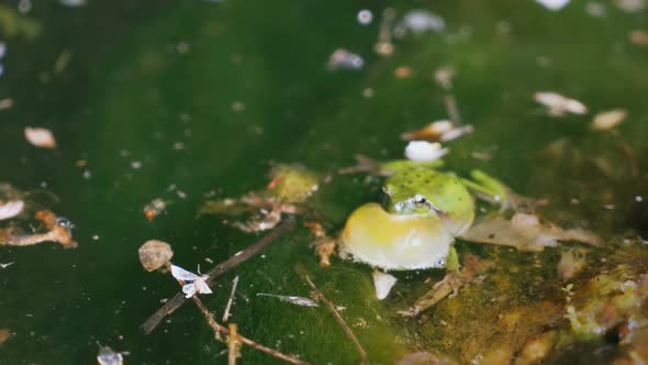 Real Night Singing Green Croaking Frog in a Natural Environment. Real Live Sound alt