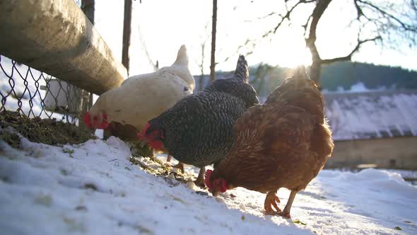 Various Chicken Feed Grain in Organic Farm with Free Range in Sunny Winter alt