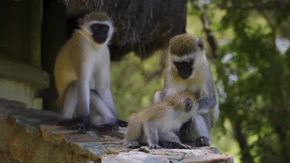 A family of monkeys resting under the bright sun in the hot savannah. African safariA family of monk alt