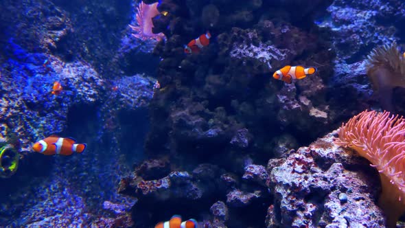 Beautiful bright fish swim on the ocean floor
