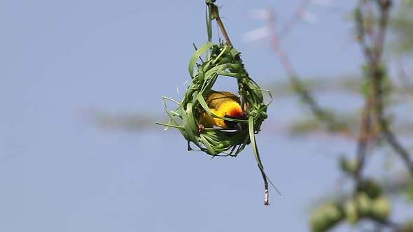 750151 Village Weaver, ploceus cucullatus, Male working on Nest, Bogoria Park in Kenya, Real Time alt