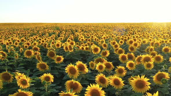 Flying Over Endless To Horizon Blooming Sunflower Field On Background Of Sunset alt