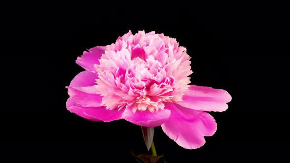 Time Lapse of Opening Beautiful Pink Peony Flowers alt