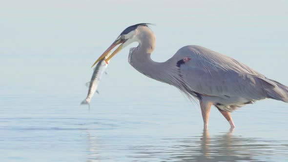 Great blue heron bird hunting and catching barracuda in South Florida beach coast alt