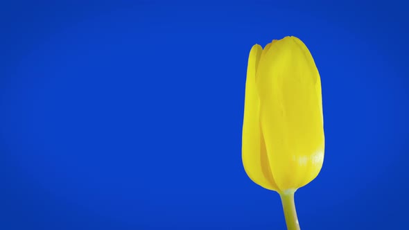 Timelapse  One Yellow Tulip Flower Blooming Against Blue Background