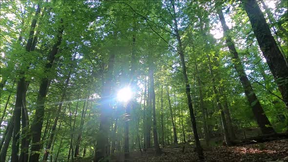 Beautiful sunlight in the forest