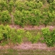 Cherry Plant Trees Agriculture Farming - VideoHive Item for Sale